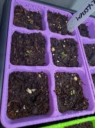 How to Prepare Soil for Alyssum
