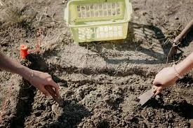 How to Prepare Soil for Zinnia