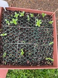 How to Sow Zinnia Seeds