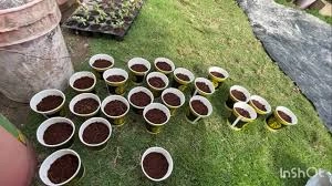 alyssum Seed Selection